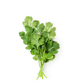 Cilantro
